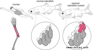 Eine einzige genetische Veränderung verwandelte die Flossen eines Fisches in Gliedmaßen 