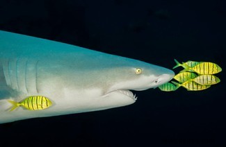 Der gespenstische Polarfuchs und eine Schnecke auf einer Mission gewinnen die Auszeichnung „Reisefotograf des Jahres“. 