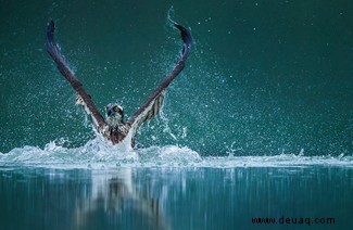 Der gespenstische Polarfuchs und eine Schnecke auf einer Mission gewinnen die Auszeichnung „Reisefotograf des Jahres“. 