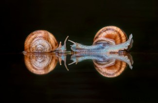 Der gespenstische Polarfuchs und eine Schnecke auf einer Mission gewinnen die Auszeichnung „Reisefotograf des Jahres“. 