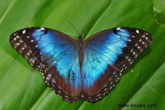 Fantastische Fakten über Schmetterlinge:Alles, was Sie laut Wissenschaft wissen müssen 
