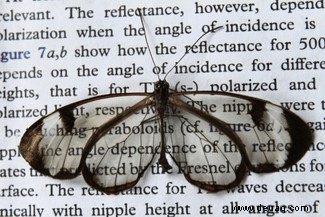 Fantastische Fakten über Schmetterlinge:Alles, was Sie laut Wissenschaft wissen müssen 