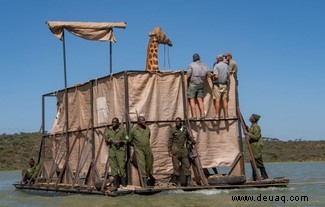 In Bildern:Der Moment, in dem kenianische Naturschützer eine gestrandete Giraffe per Boot retteten 