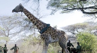 In Bildern:Der Moment, in dem kenianische Naturschützer eine gestrandete Giraffe per Boot retteten 