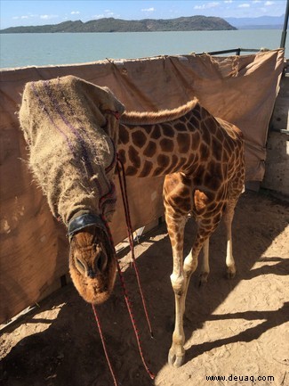 In Bildern:Der Moment, in dem kenianische Naturschützer eine gestrandete Giraffe per Boot retteten 