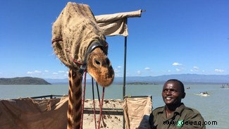 In Bildern:Der Moment, in dem kenianische Naturschützer eine gestrandete Giraffe per Boot retteten 