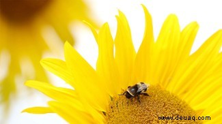 Ihr Garten ist eine Lebensader für kämpfende Stadtbienen 