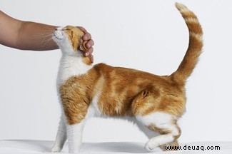 Warum du deine Katze völlig falsch streichelst (und wie du es richtig machst) 
