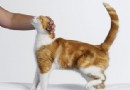 Warum du deine Katze völlig falsch streichelst (und wie du es richtig machst) 