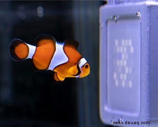 Möchten Sie wissen, wie Fische die Welt sehen? Bau ihnen einen Fernseher … 