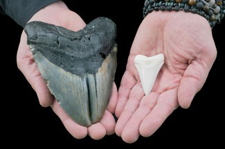 Holen Sie sich Ihre 18-cm-Zähne in diese Killer-Megalodon-Hai-Fakten 