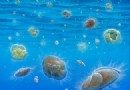 Die Evolution des Lebens in der schattigen „Dämmerzone“ des Ozeans könnte mit dem Klimawandel zusammenhängen 