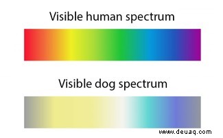 Die Wissenschaft der Hunde:Alles, was Sie über Ihren besten Kumpel wissen müssen 