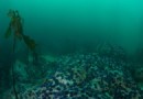Seeotter mit grünen Pfoten retten die Seetangwälder Kaliforniens 