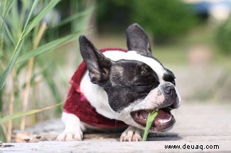 Warum fressen Hunde Gras (und Kot)? 