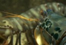 Lernen Sie die Fangschreckenkrebse kennen, Ihr neues Lieblingstier 
