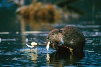 Animal Einsteins:Erstaunliche Fotos aus Chris Packhams neuer Serie 