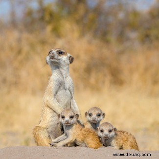 Animal Einsteins:Erstaunliche Fotos aus Chris Packhams neuer Serie 