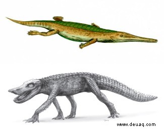 Von langen Beinen bis zu Delfinflossen:Die rasante Evolution hat eine riesige Vielfalt uralter Krokodile hervorgebracht 