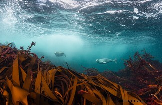 Die unsichtbare, atemberaubende Seite des britischen Meereslebens, erzählt auf 11 Fotos 