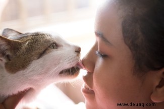 Warum lecken Katzen Menschen ab? 