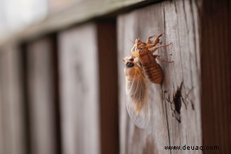 Cicadas:Was ist Brood X und warum taucht es jetzt auf? 