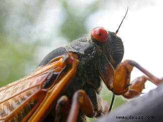 Cicadas:Was ist Brood X und warum taucht es jetzt auf? 