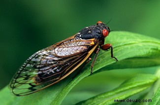 Cicadas:Was ist Brood X und warum taucht es jetzt auf? 