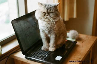 Der wahre Grund, warum Ihre Katze auf Ihrem Laptop sitzt:Um die Dominanz zu behaupten 