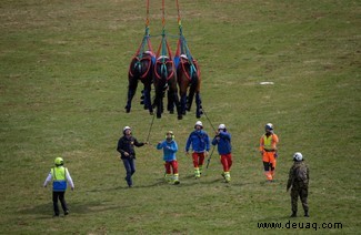 Fohlen stürmen herein, wo Engel Angst haben zu treten:Schweizer Militär-Testhubschrauber-Pferdeevakuierungsverfahren 