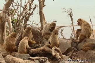 Affeninsel-Makaken schlossen sich nach dem Hurrikan Maria zusammen, um Unterstützung zu erhalten 