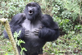 Gorillas schlagen sich auf die Brust, um zu beweisen, wer der größere Feind ist 
