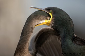 21 unglaubliche Bilder vom Vogelfotografen des Jahres 2021 