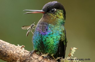 21 unglaubliche Bilder vom Vogelfotografen des Jahres 2021 