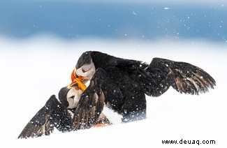 21 unglaubliche Bilder vom Vogelfotografen des Jahres 2021 