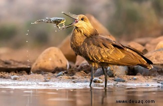 21 unglaubliche Bilder vom Vogelfotografen des Jahres 2021 