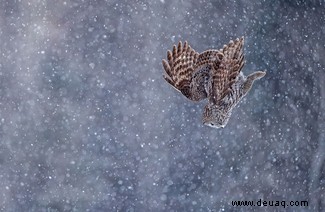 21 unglaubliche Bilder vom Vogelfotografen des Jahres 2021 