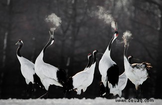 21 unglaubliche Bilder vom Vogelfotografen des Jahres 2021 