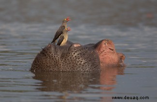 21 unglaubliche Bilder vom Vogelfotografen des Jahres 2021 