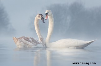 21 unglaubliche Bilder vom Vogelfotografen des Jahres 2021 