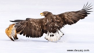 21 unglaubliche Bilder vom Vogelfotografen des Jahres 2021 