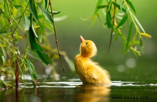 21 unglaubliche Bilder vom Vogelfotografen des Jahres 2021 