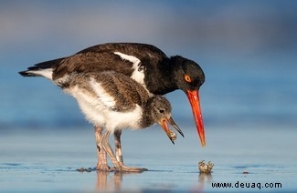 21 unglaubliche Bilder vom Vogelfotografen des Jahres 2021 