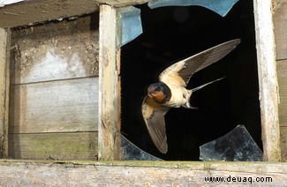 21 unglaubliche Bilder vom Vogelfotografen des Jahres 2021 