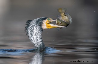 21 unglaubliche Bilder vom Vogelfotografen des Jahres 2021 