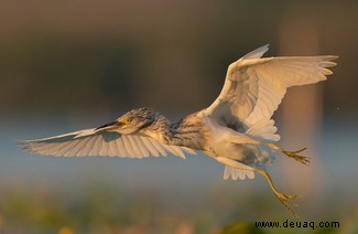 21 unglaubliche Bilder vom Vogelfotografen des Jahres 2021 