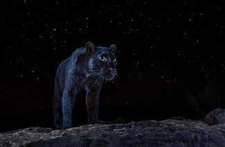 Der seltene schwarze Panther, der seit 100 Jahren nicht mehr in Afrika gesehen wurde:Sony World Photography Awards 2021 