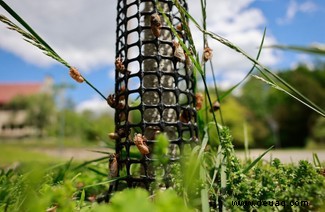 In Bildern:Brood X-Zikaden tauchen nach 17 Jahren unter der Erde auf 