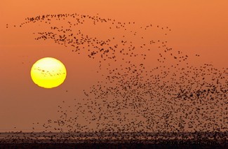 Die bizarre Verbindung zwischen Vogelzug und Quantenphysik 