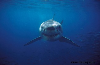 Junge Weiße Haie nutzen „Trainingsplätze“, um das Jagen zu lernen 